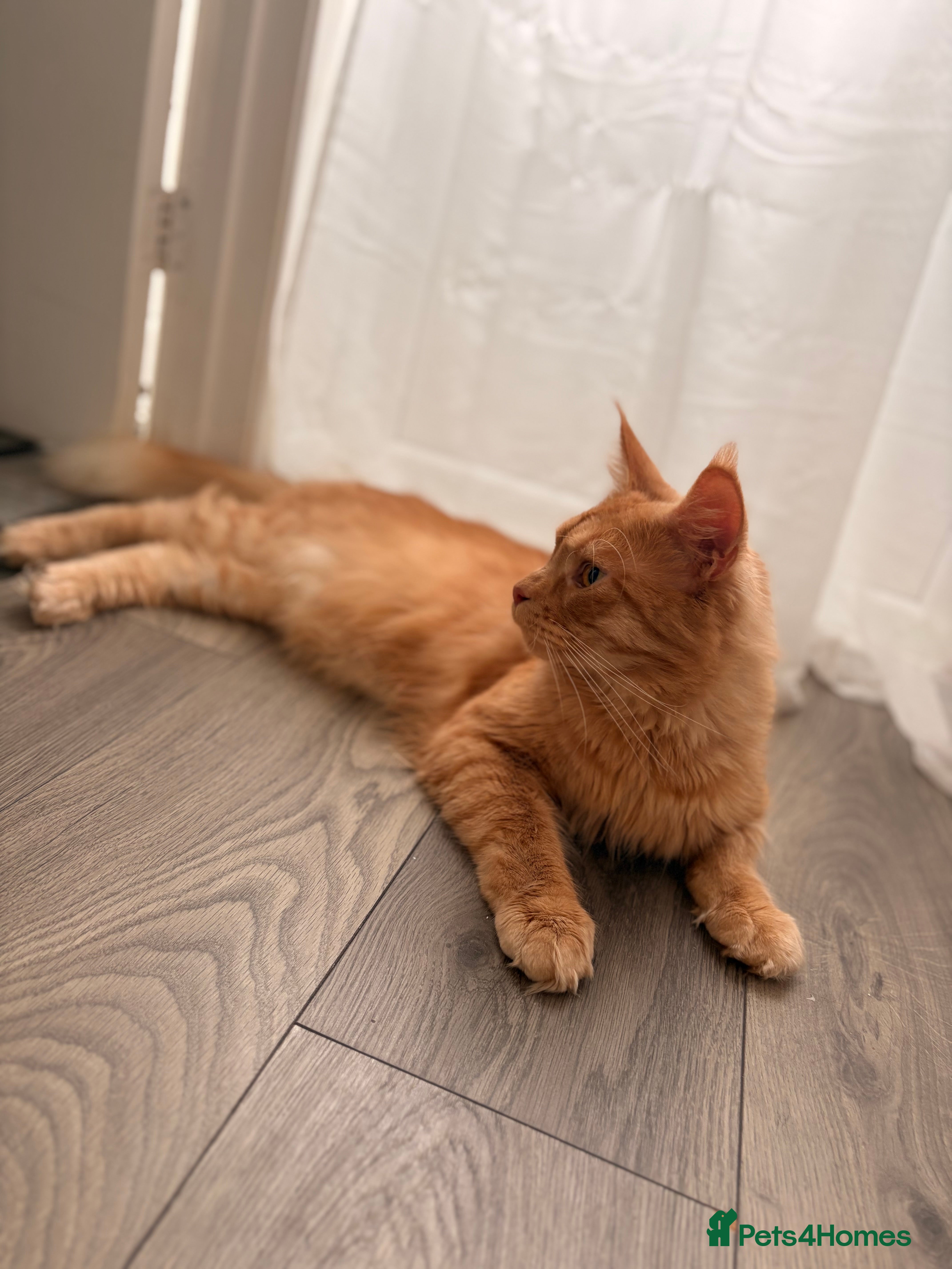 Maine Coon cats Maine coon boy  in Launceston - Advert 1