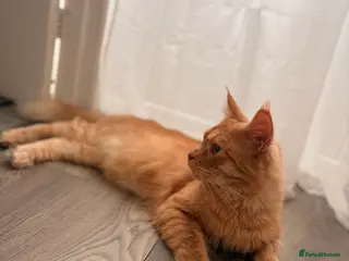 Maine Coon cats Maine coon boy in Launceston - Advert 1