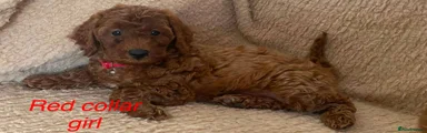 Cockapoo 2