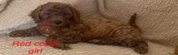 Cockapoo dogs for sale: F1BB Cockapoos  in Leicester - Advert 6