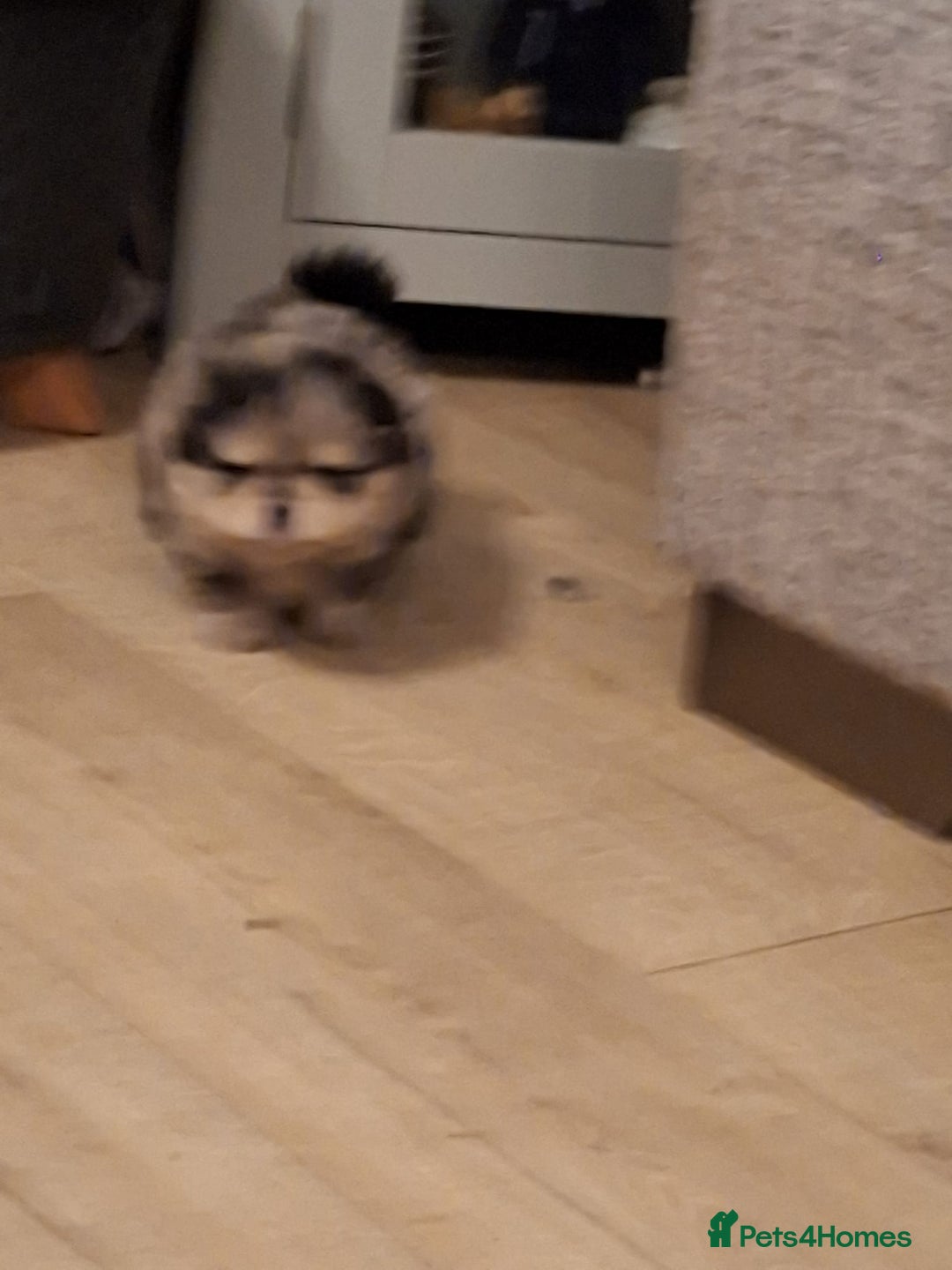 Pomeranian dogs for sale: 4 beautiful pomeranian - Advert 7