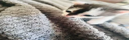 Mixed Breed cats for sale: Beautiful Siamese, Black, and Black/White Kittens  - Advert 13