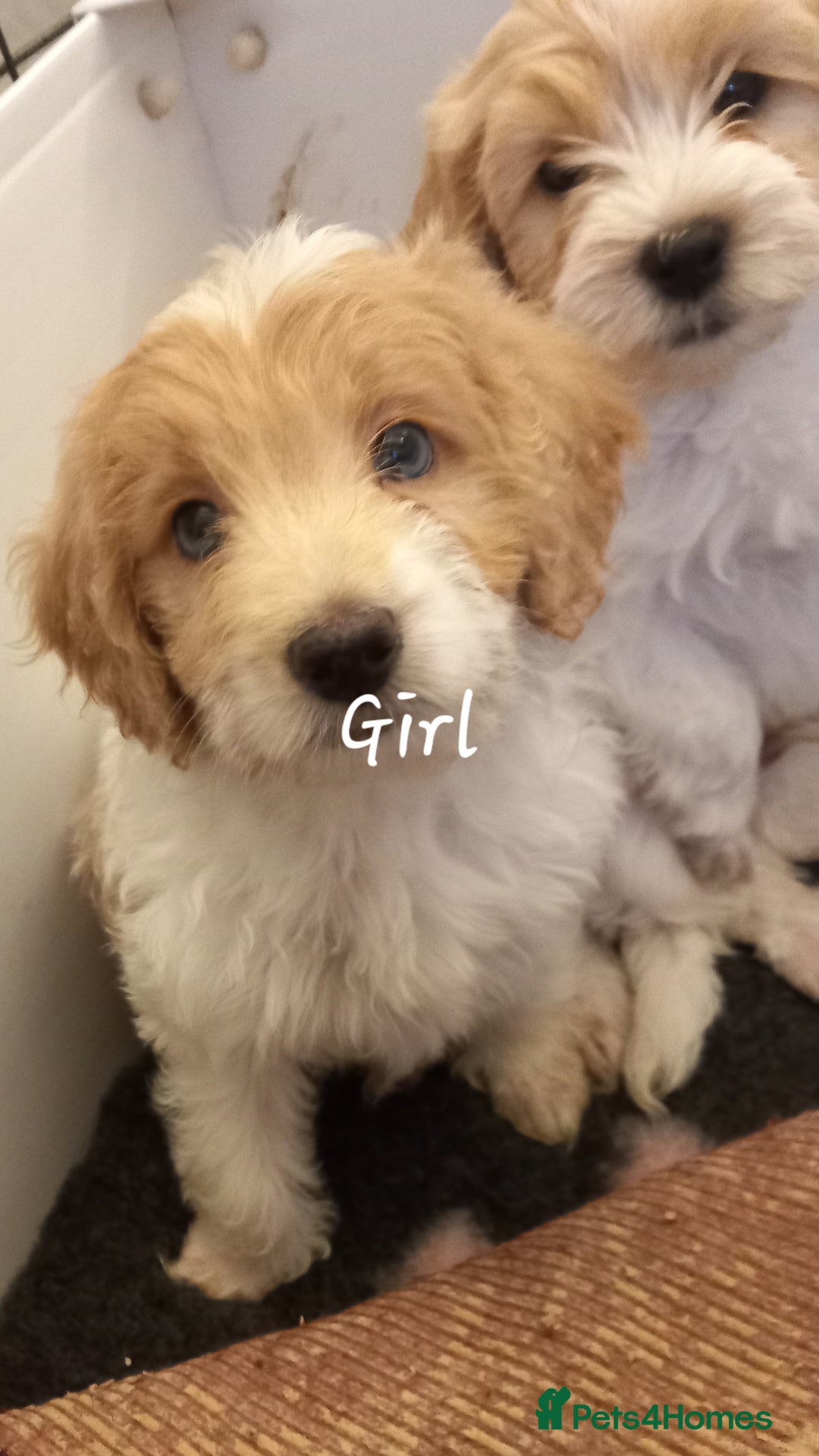 Cockapoo dogs for sale: Beautiful cockapoo puppies  - Advert 7