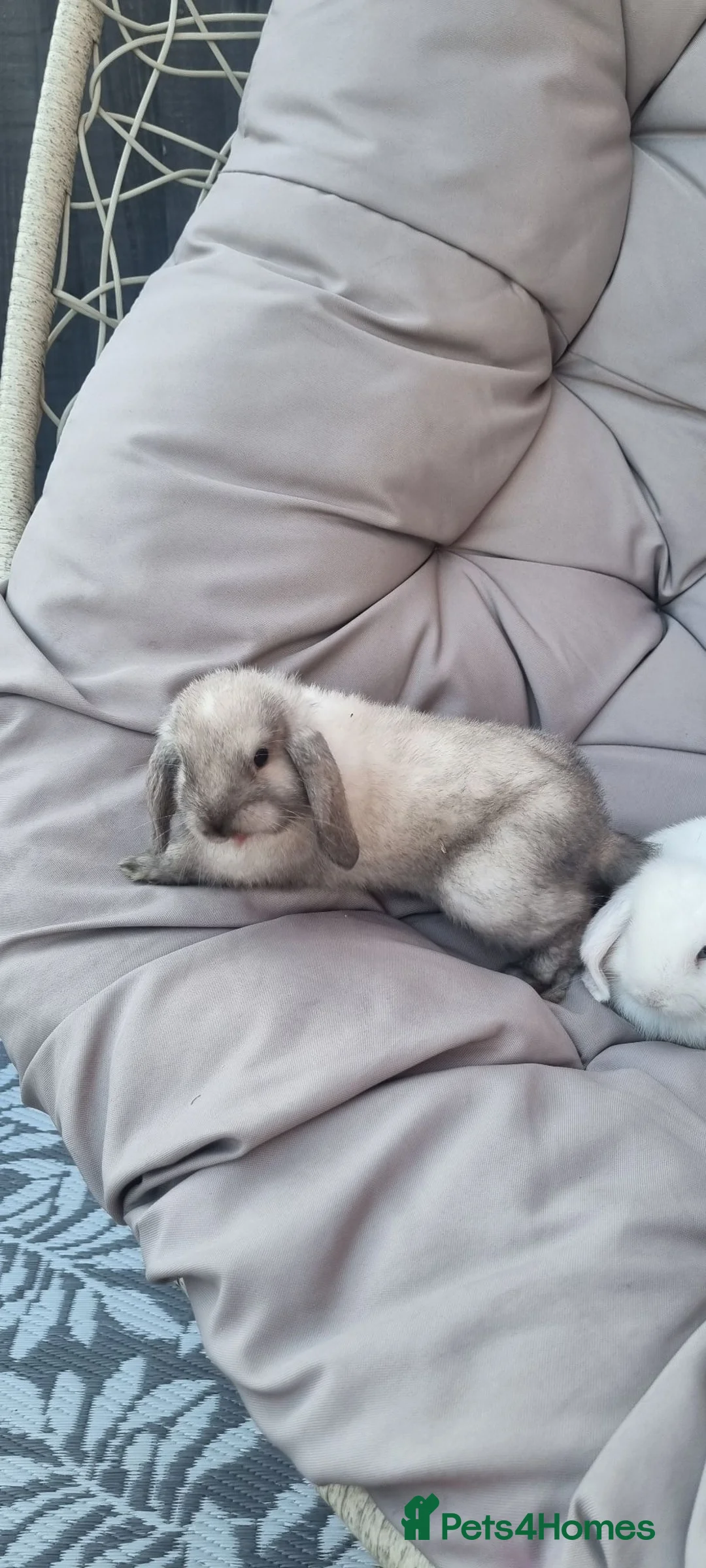 Mini Lop rabbits for sale: 2x Mini Lops - Advert 19