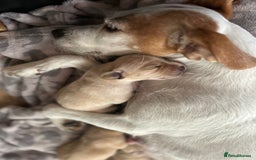 Cocker Spaniel dogs for sale: Working Cocker Spaniel Puppies  - Image 3