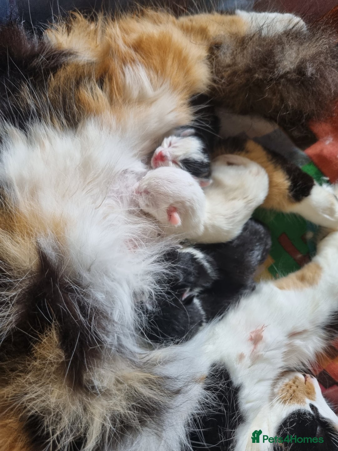 Mixed Breed cats for sale: Marshmallow  - Image 2