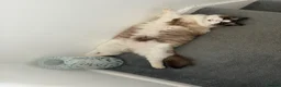 Ragdoll cats for sale: Beautiful ragdoll boy  - Advert 4