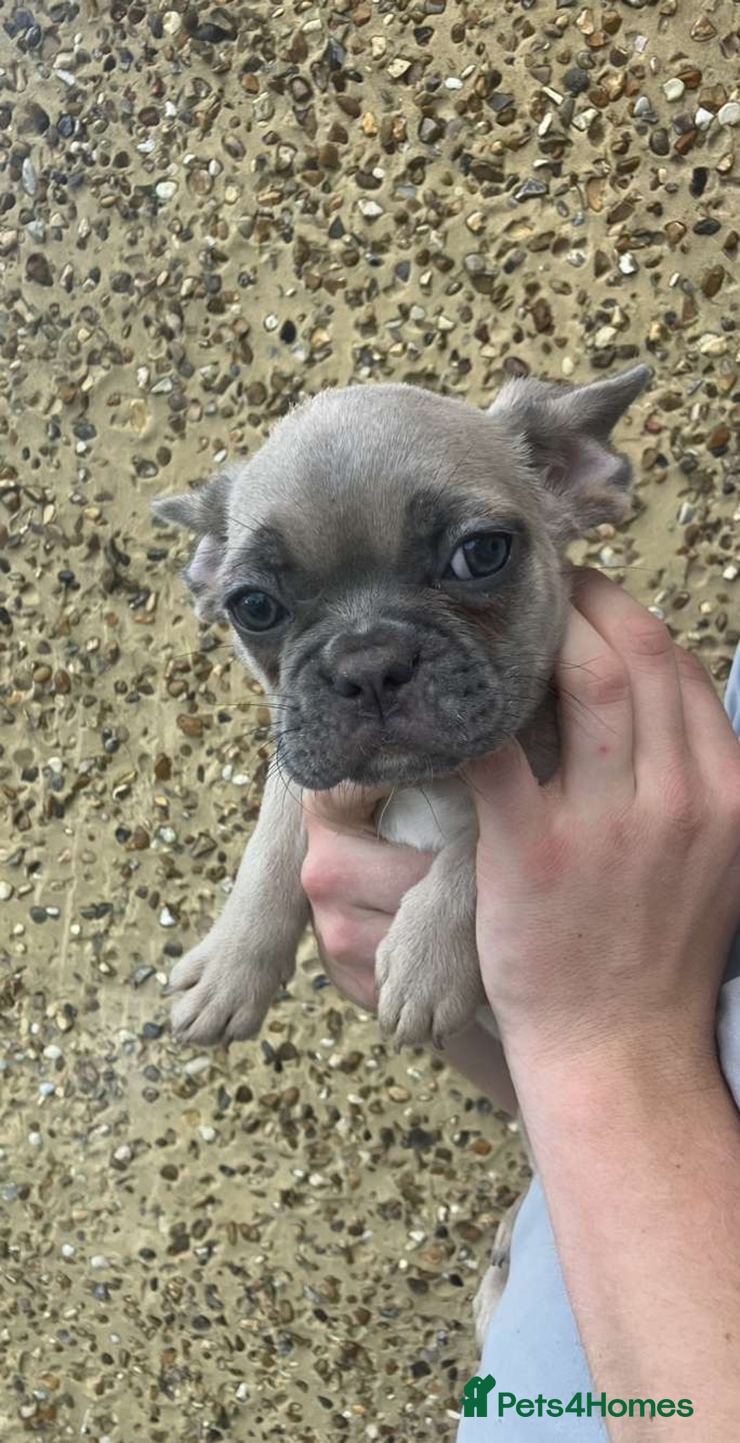French Bulldog dogs for sale: Beautiful French bulldog puppies  - Image 31
