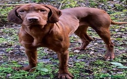Hungarian Vizsla dogs for sale: ⭐️One gorgeous little lady ⭐  - Image 7