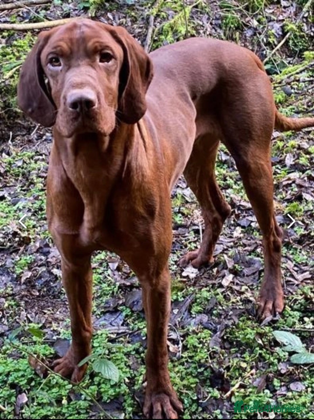 Hungarian Vizsla dogs for sale: ⭐️One gorgeous little lady ⭐  - Image 7
