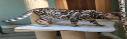 Bengal cats for sale: Brown Rosetted Bengal Prince  - Advert 14