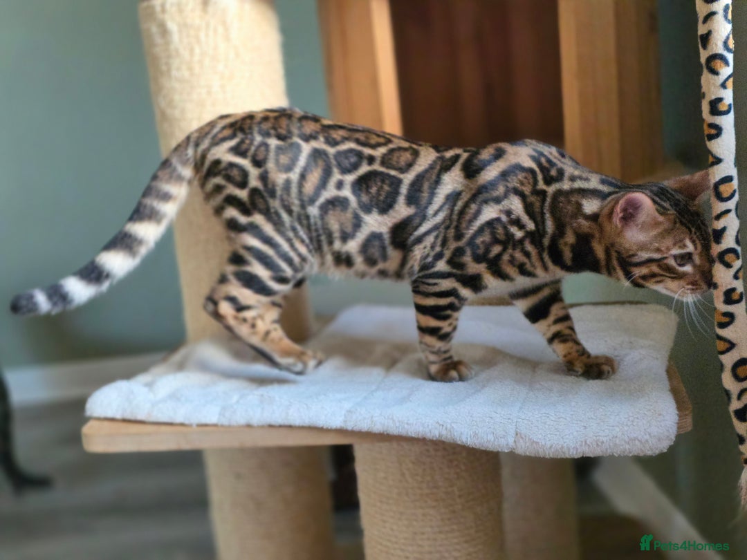 Bengal cats for sale: Brown Rosetted Bengal Prince  - Advert 14