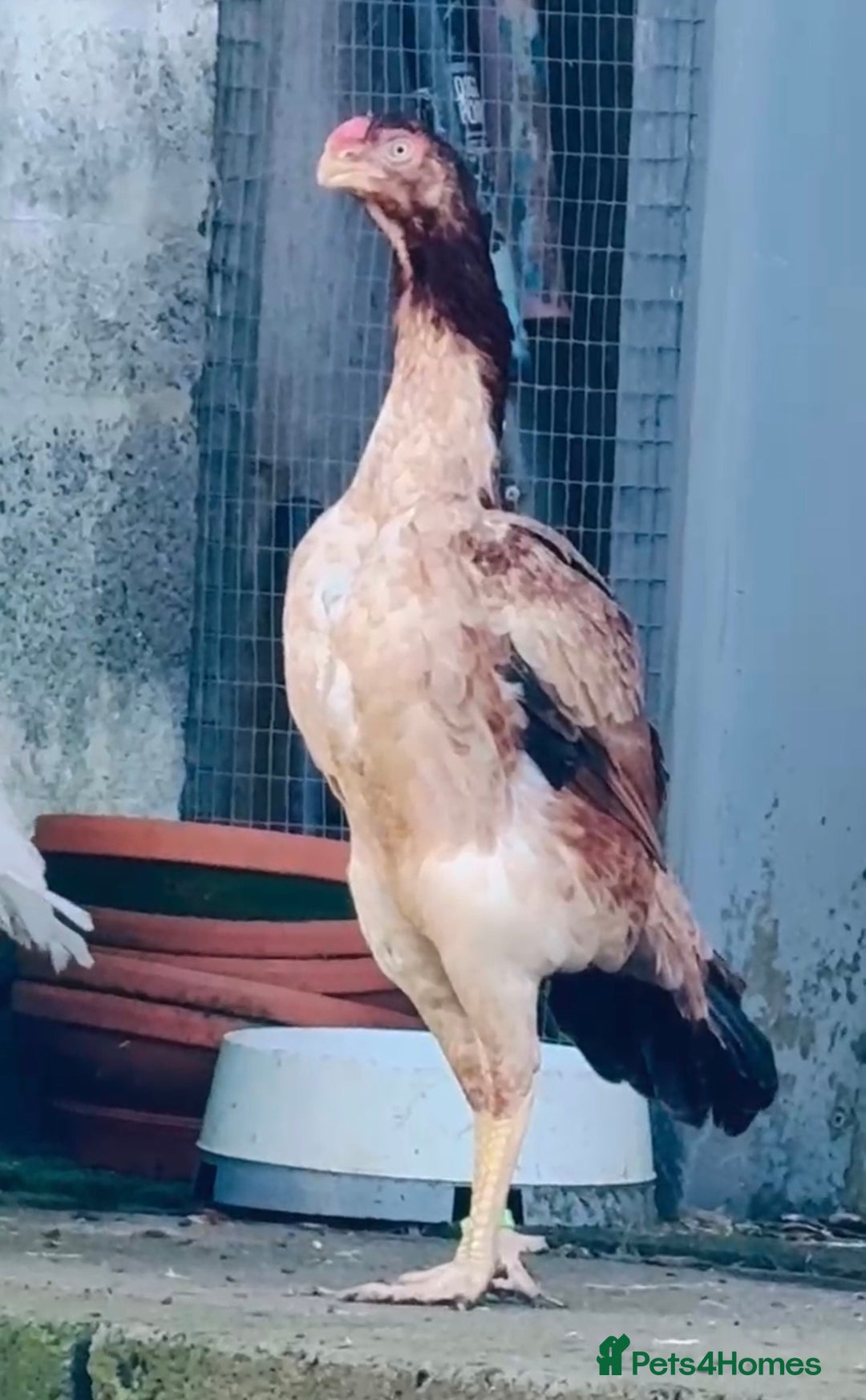 Chickens poultry for sale: RARE PARROT BEAK ASEEL CHICKENS FOR SALE - Advert 8