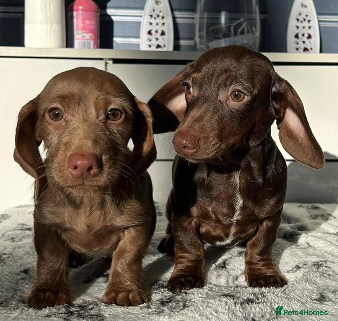 Miniature Dachshund dogs for sale: FULLY VAX LITTER MINIATURE DAXIS PRA CLR KC REG - Advert 6
