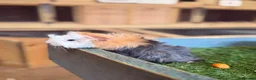 Guinea Pig rodents for sale: 2 male guinea pigs - Advert 2