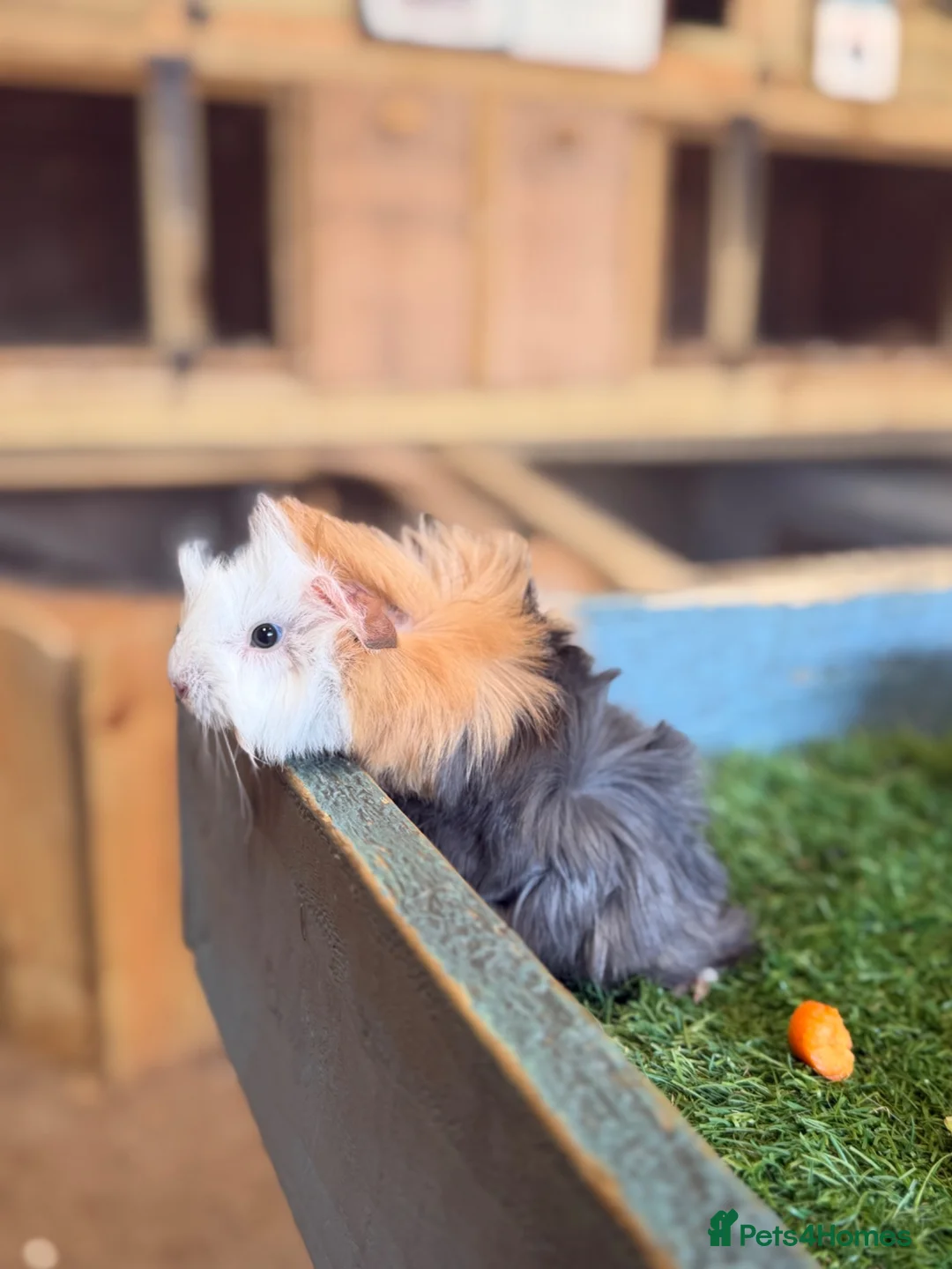 Guinea Pig rodents for sale: 2 male guinea pigs - Advert 2