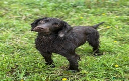 Cocker Spaniel dogs for sale: Ready Now- Quality Chocolate Pups Available - Image 13