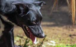 Border Collie dogs for sale: Border collie  - Image 19