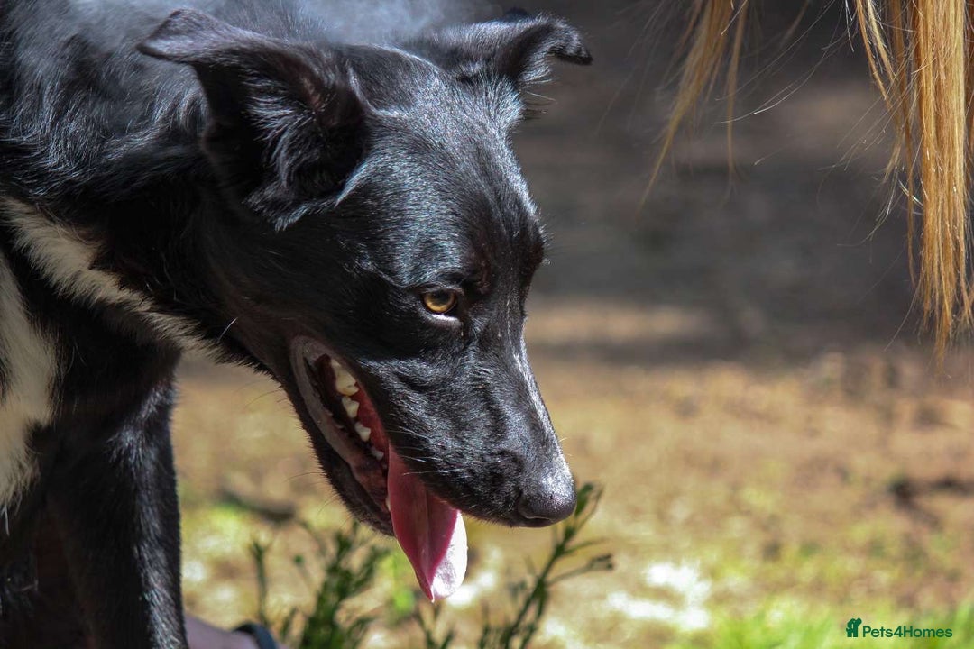 Border Collie dogs for sale: Border collie  - Image 19