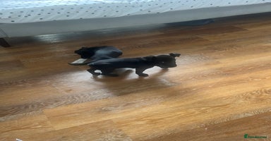 Jack Russell dogs - Advert 5