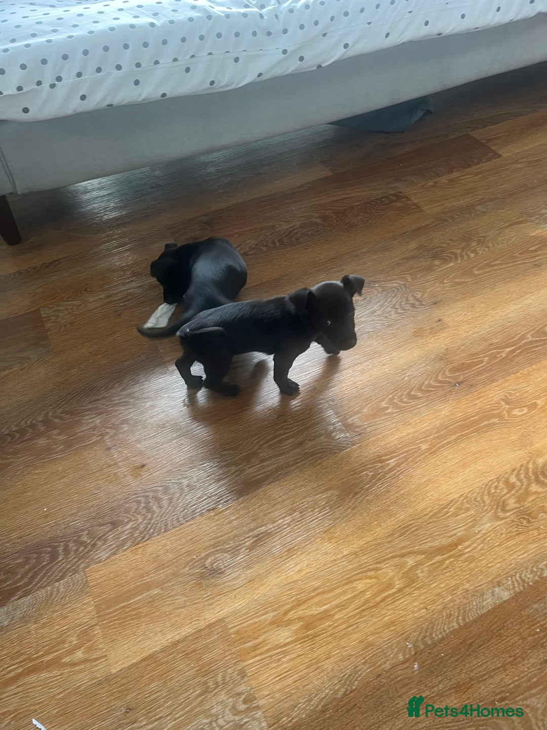 Jack Russell dogs for sale: Jack Russell puppy’s lovley boys ready to go now  - Image 3