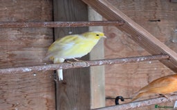Canaries birds for sale: Canary - Advert 2
