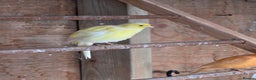 Canaries birds for sale: Canary - Advert 2