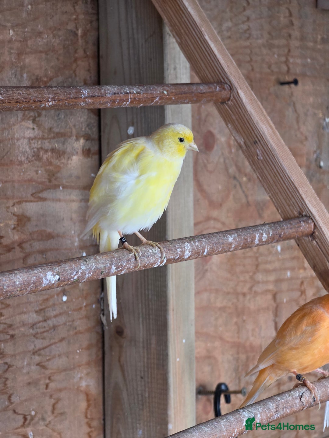 Canaries birds for sale: Canary - Advert 2