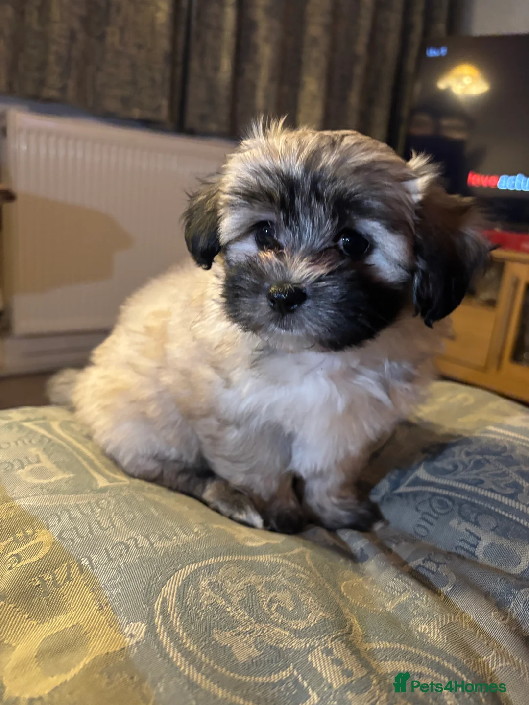 Maltipoo dogs for sale: Maltipoo - Advert 17