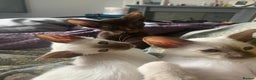 Siamese cats for stud: Traditional chocolate point Siamese stud in Bradford - Advert 7