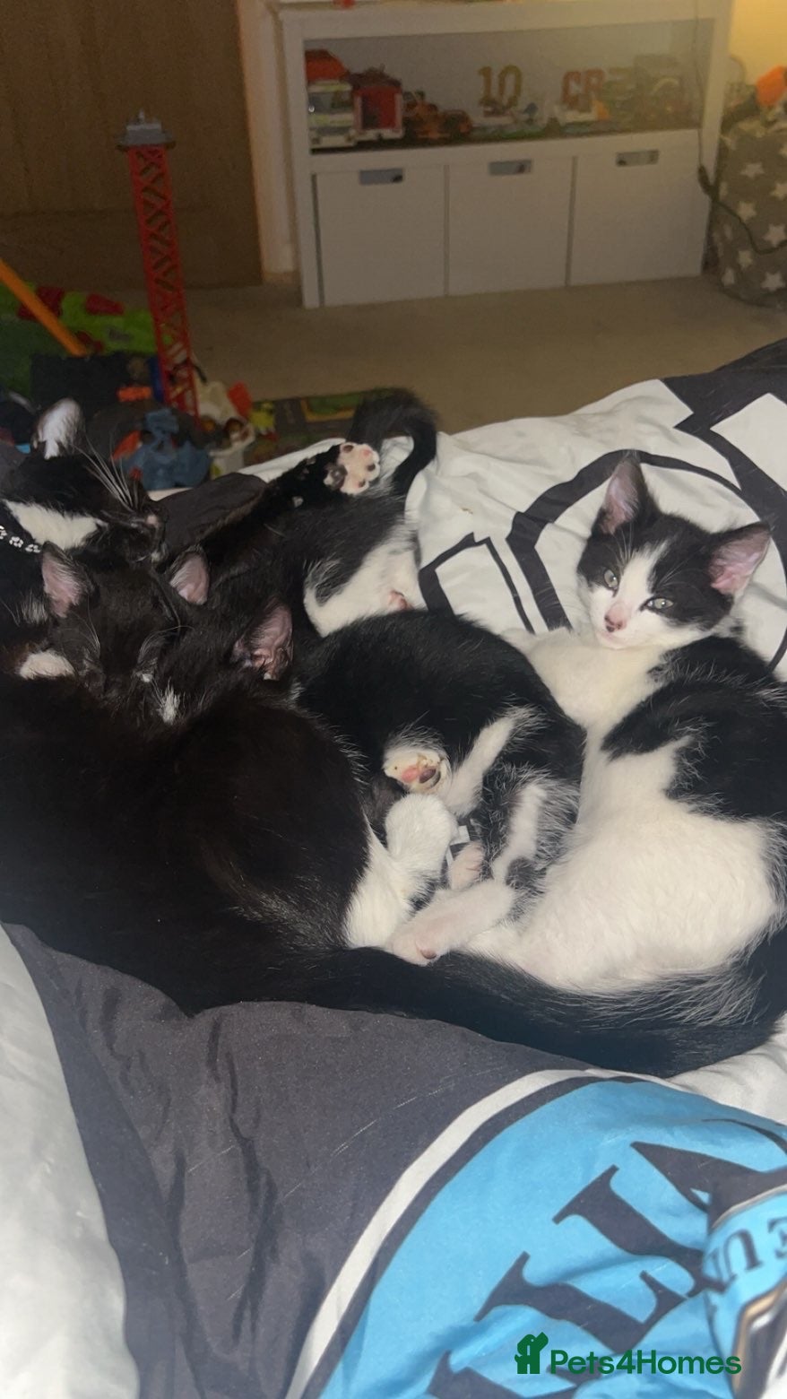 Mixed Breed cats for sale: 2 male kittens  - Advert 1