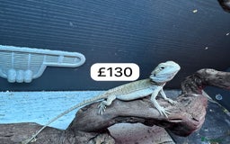 Gecko reptiles for sale: Lizards for sale - lot to choose from  in Nottingham - Image 19