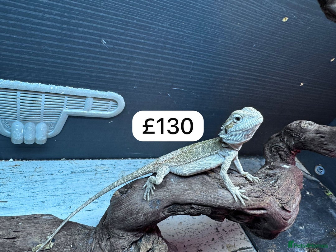 Gecko reptiles for sale: Lizards for sale - lot to choose from  in Nottingham - Image 19