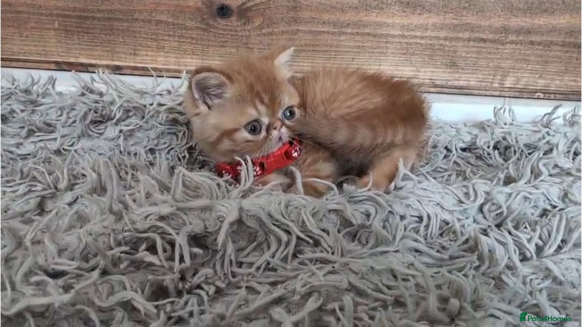 Persian cats 🐾 Beautiful Persian Kittens 🐾 - Advert 1