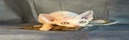 Devon Rex cats for sale: Stunning Affectionate Devon Rex Kittens  - Advert 1