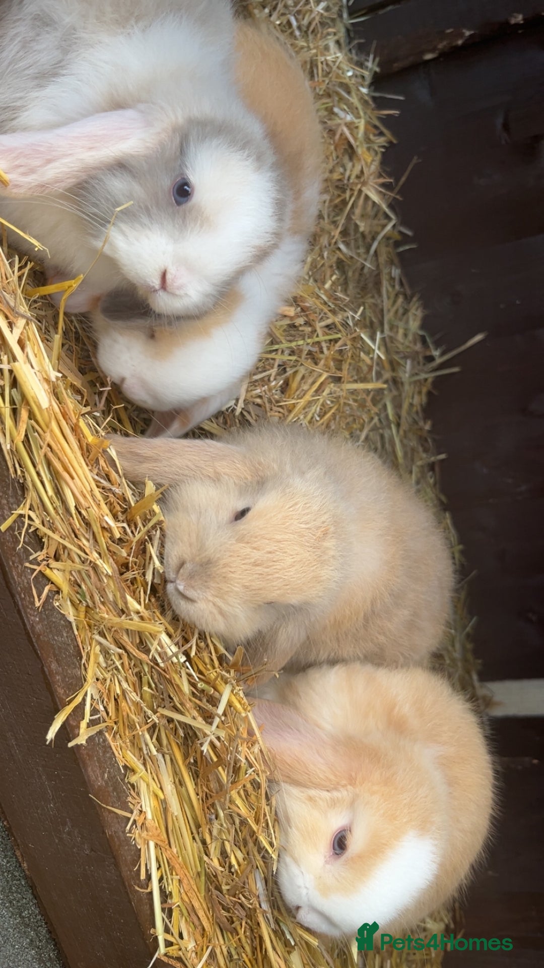 Mini Lop rabbits for sale: Gorgeous mini lop pure bred  - Advert 9