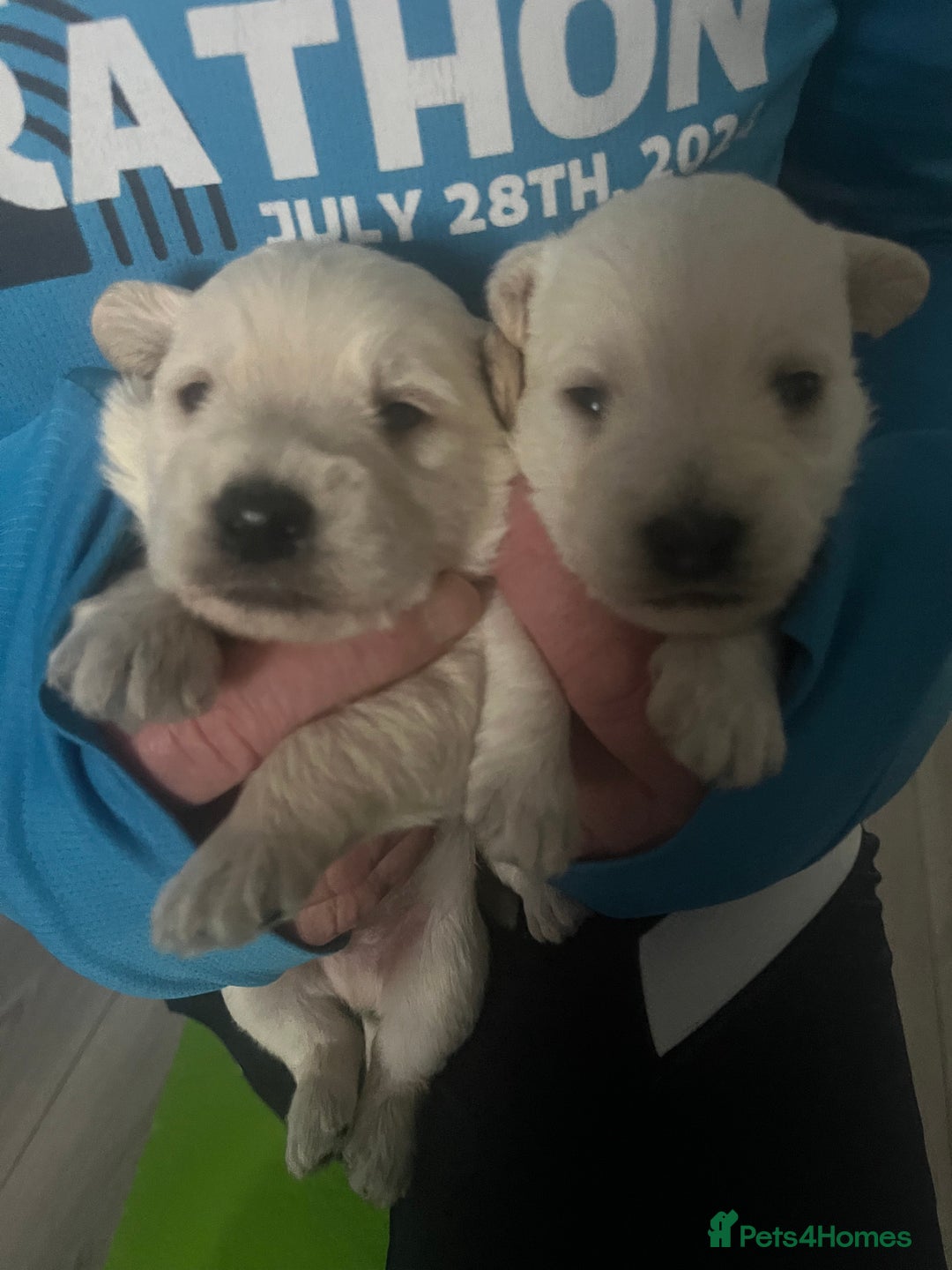 Mixed Breed dogs for sale: Westiepoo pups x2 - Advert 11