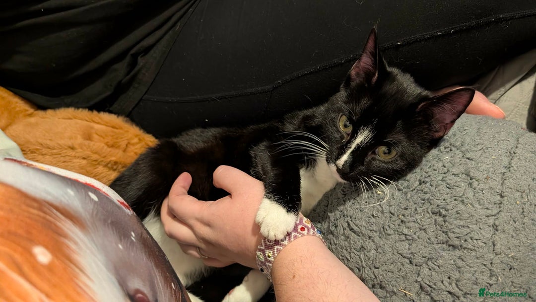 Mixed Breed cats for sale: kitten domestic short hair - Advert 9