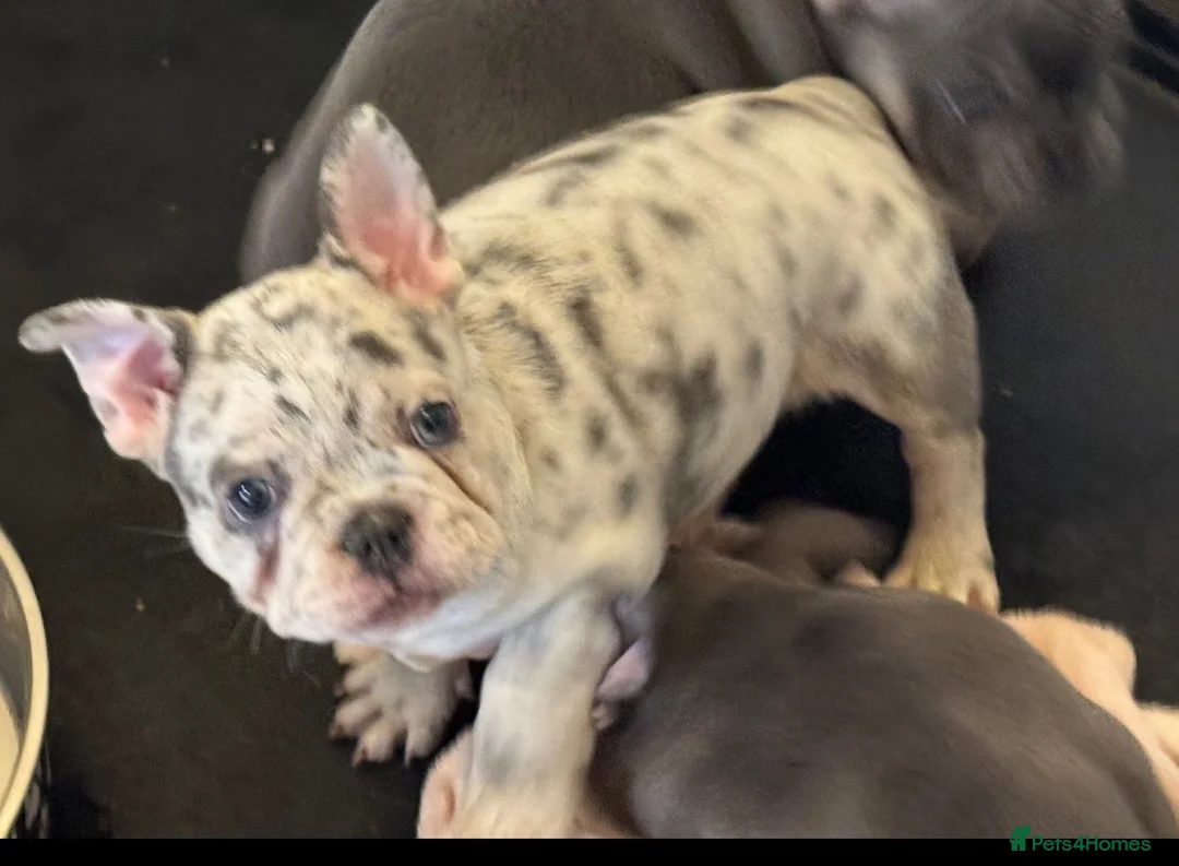 French Bulldog dogs for sale: French Bulldog KC reg puppies  in South Ockendon - Advert 1