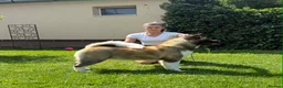 Akita dogs for sale: Champion show line imported female akita - Advert 4