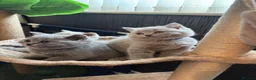 British Shorthair cats for sale: British shorthaired male kittens  in Wolverhampton - Advert 8
