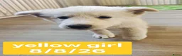 White Swiss Shepherd dogs for sale: Stunning KC reg long-coated White Swiss Shepherd - Advert 5