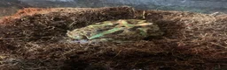 Frog reptiles for sale: Pac-Man frogs cb26  - Advert 3