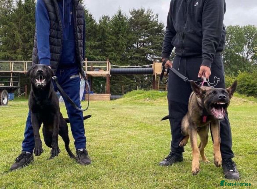 Belgian Shepherd Dog dogs for sale: Herder Bones 🦴 - Advert 22