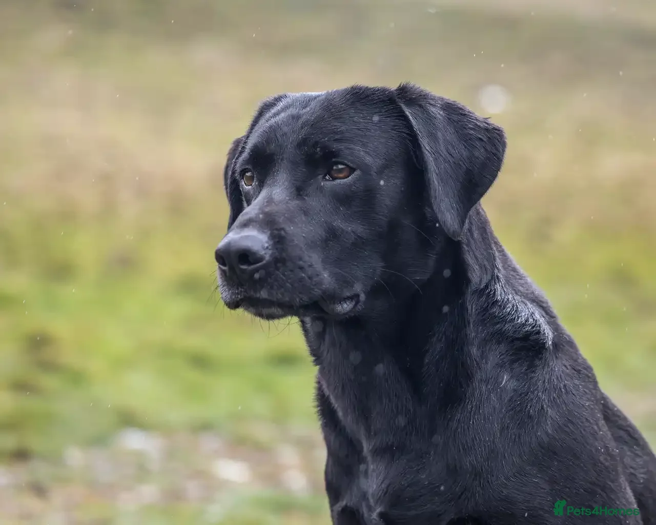 Labrador Retriever dogs Black labrador stud- FULLY HEALTH TESTED - Advert 13