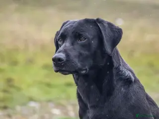 Labrador Retriever dogs Black labrador stud- FULLY HEALTH TESTED - Advert 13