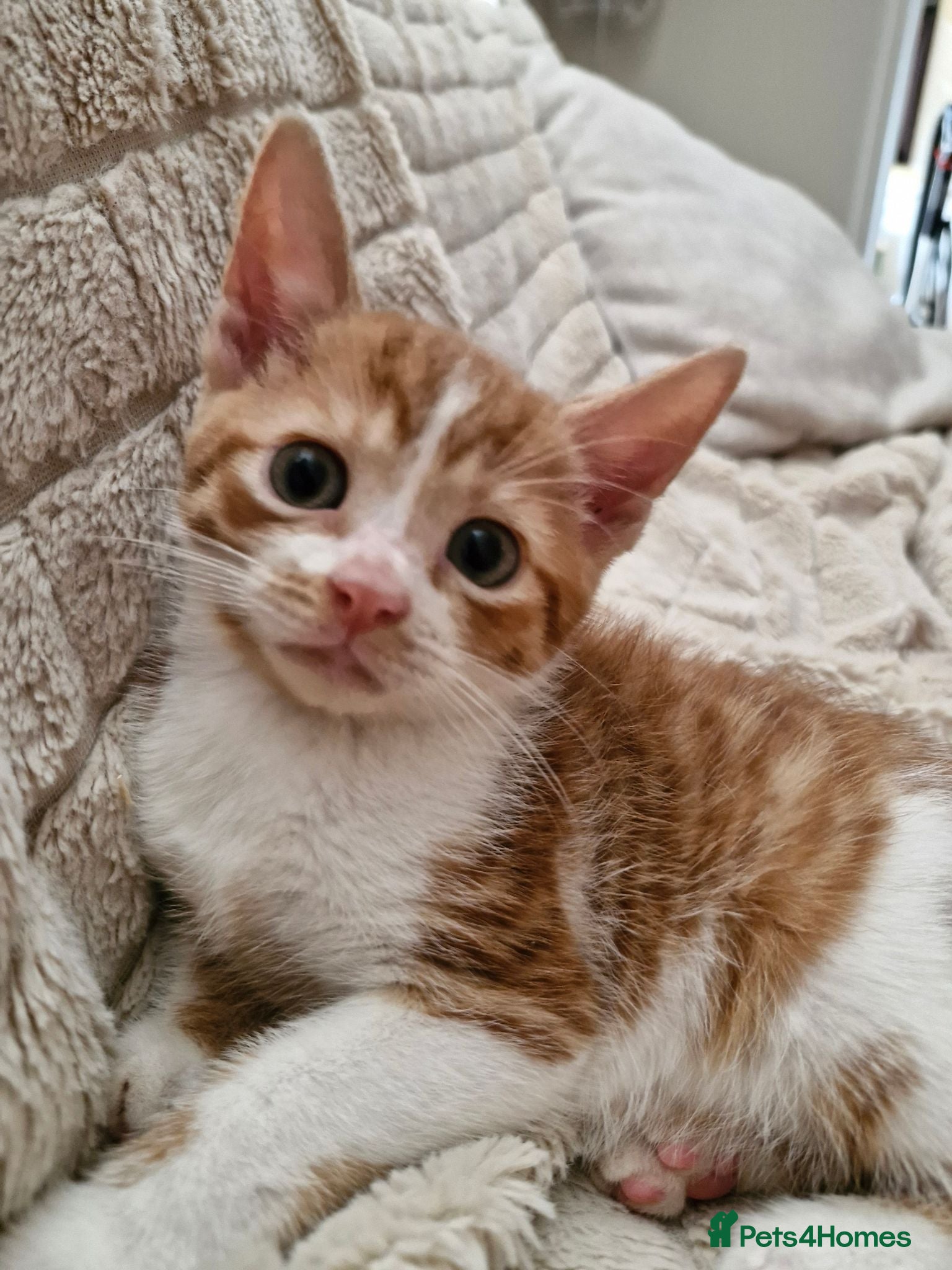 Mixed Breed cats 10 week old Kittens Ready Now - Advert 2
