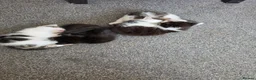 Mixed Breed cats for sale: 4 beautiful Kittens - Advert 4