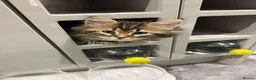 Mixed Breed cats for sale: Beautiful Persian Cross kittens for sale - Advert 6
