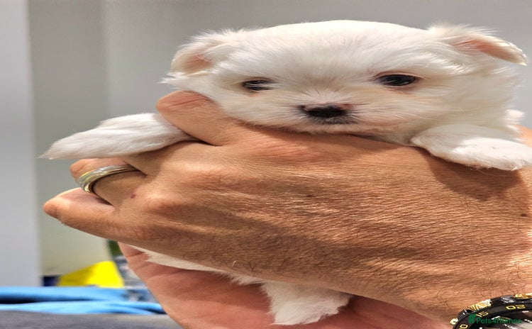 Maltese dogs - Advert 1
